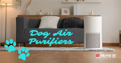 Will an Air Purifier Help with Dog Smell? And Can It Also Make Your Dog Smarter?